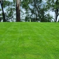 ราคา 2500 เมล็ด หญ้านวลน้อย Manila Grass ปลูกเป็นสนาม หญ้า (21791651200)