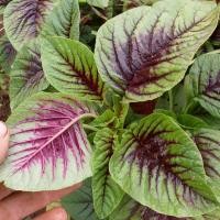 ราคา 1500 เมล็ด เมล็ดผัก ผักโขมใจแดง Red Green Amaranth เมล็ดพันธุ์ผัก สวนครัว เหมาะแก่การทำสวน Vegetable Seeds (21365135492)