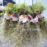 ราคา เคราฤาษีแต่งตุ๊กตาเซรามิค กระถางดินเผา (21903339873)