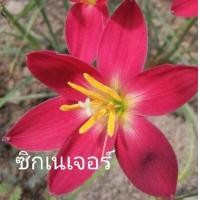ราคา บัวดิน โทนสีแดง 15แบบ หัวบัวดิน เหง้า ปลูกได้ทุกภาคใช้คลุมดินสวยงาม บัวดินสีแดง (17977305752)
