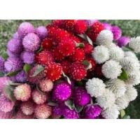 ราคา เมล็ดดอกบานไม่รู้โรยคละสี บรรจุ50เมล็ด (21830545764)