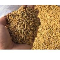 ราคา ข้าวเปลือกไก่ ข้าวเปลือกเลี้ยงไก่ แบ่งขายเป็นกิโลกรัม ข้าวเปลือก ข้าวเปลือกเลี้ยงนก ส่งเร็วพิเศษ (21830067521)