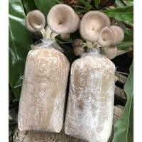 ราคา ก้อนเชื้อเห็ด นางฟ้าภูฐาน ก้อนละ 25 ดอกใหญ่เชื้อเดินแรง (21826399287)