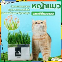 ราคา หญ้าแมว ข้าวสาลีแมว หญ้าแมวแบบกล่อง ครบชุดพร้อมปลูก ต้นอ่อนข้าวสาลี หญ้าเเมว สำหรับสัตว์เลี้ยง หญ้าแมวชุดพร้อมปลูกต้น ต้นข้าวสาลีแมว (18572614581)