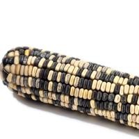 ราคา รวมเมล็ดพันธุ์ข้าวโพด เมล็ดพันธุ์ข้าวโพด ข้าวโพดหวาน ข้าวโพดเทียนรวม ข้าวโพดข้าวเหนียวดำ นิลสยาม หวานละไม 30 35 เมล็ดต่อซอง (21905255169)