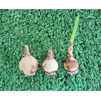 ราคา บัวดิน โทนสีส้ม14แบบให้เลือก หัวบัวดิน เหง้า ปลูกได้ทุกภาคใช้คลุมดินสวยงาม บัวดินสีส้ม บัวดินสีส้ม ไม้คลุมดิน (16777852575)