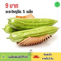 ราคา 9บาท มะระใหญ่จีน 5 เมล็ด (21835293361)