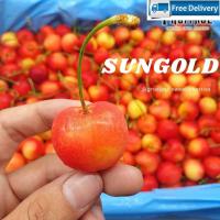 ราคา สินค้าพร้อมจัดส่ง เชอรี่ทอง เชอรี่น้ำผึ้ง Rainier Cherry USA Chile ลดพิเศษ เชอรี่สด เชอรี่ชิลี เชอรี่อเมริกา เชอร์รี่สด เชอร์รี่สีทอง สินค้าใหม่ จัดส่งฟรีมีบริการเก็บเงินปลายทาง (17209179783)