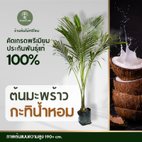 ราคา ต้นมะพร้าวกะทิน้ำหอมใบเตย ความสูง 200 cm เป็นที่ต้องการในตลาดสูงมาก 1 ทะลายจะมีโอกาสเกิดมะพร้าวที่เป็นเนื้อกะทิ 2 4 ลูก และเนื้อมะพร้าวกะทิอร่อย (21690924674)