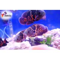 ราคา อาหารปลา ปลาออสก้าเสือ ออสกาเผือก ไซร้สวย2 5นิ้ว เลี้ยงง่าย มีประกันคะ (21410617801)