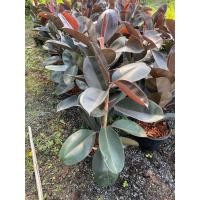 ราคา ต้นยางอินเดีย ดำ ด่างขาว ต้นใหญ่ใบใหญ่ ความสูง 70 90cm ถอดกระถางส่ง (21487512495)