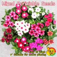 ราคา ปลูกง่าย ปลูกได้ทั่วไทย 100เมล็ด ซอง เมล็ดพันธุ์ แพงพวย Mixed Periwinkle Seeds for Planting Vinca Flower Seeds Flowering Plants Seeds หอยขม แพงพวยคละสี ดอกแพงพวย เมล็ดดอกไม้ เมล็ดบอนสีสวยๆ ต้นไม้มงคล