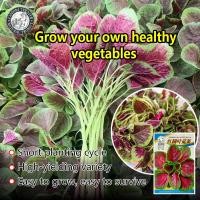 ราคา ปลูกง่าย 1000เมล็ด ซอง เมล็ดพันธุ์ ผักปลังแดง Purple Green Amaranth Seeds Rare Amaranth Plants Seeds Vegetable Seeds Red Malabar Spinach Seed เมล็ดพันธุ์แท้ OP เมล็ดพันธุ์ผัก ผักสวนครัว ผักออร์แกนิก พ