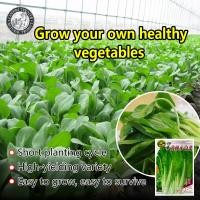 ราคา ปลูกง่าย 500เมล็ด ซอง เมล็ดผักกาดขาวน้อย เมโทรเบบี้ Chinese Cabbane เมล็ดผักกาดขาว เมล็ดพันธุ์ผักกาดขาว ผักกาดขาว เมล็ดพันธุ์ผัก เมล็ดพันธุ์ผัก ผักออร์แกนิก เมล็ดบอนสี ผักสวนครัว ต้นผลไม้ บอนไซ พันธุ์