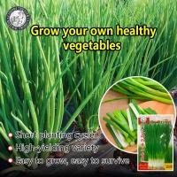 ราคา ปลูกง่าย 700เมล็ด ซอง เมล็ดพันธุ์ ต้นหอม หอมแดง Shallot Seeds Spring Onion Organic Vegetable Seeds for Planting เมล็ดหอมแดง เมล็ดพันธุ์ผัก ผักออร์แกนิก เมล็ดบอนสี ผักสวนครัว ต้นผลไม้ บอนไซ พันธุ์ผัก เ
