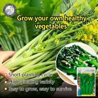 ราคา ปลูกง่าย 600เมล็ด ซอง ผักซอง สามเอ กวางตุ้งดอก ฮ่องกง Green Choy Sum Seeds เมล็ดพันธุ์ ผักกวางตุ้ง High Yield Organic Vegetables Seeds เมล็ดพันธุ์ผัก ผักออร์แกนิก เมล็ดบอนสี ผักสวนครัว ต้นผลไม้ บอนไซ