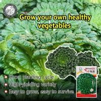 ราคา ปลูกง่าย 450เมล็ด ซอง เมล็ดพันธุ์ กวางตุ้งญี่ปุ่น แทตฉ่อย Tatsoi Seed Organic Vegetable Seeds for Planting เมล็ดพันธุ์แท้ เมล็ดพันธุ์ผัก ผักสวนครัว บอนไซ ปลูกผัก ผักออร์แกนิก พันธุ์ผัก เมล็ดผัก เมล็ดพ