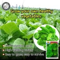 ราคา ปลูกง่าย 150เมล็ด ซอง เมล็ดพันธุ์ ผักปลัง ผักโขมหูกวาง Big Leaf Malabar Spinach Seed Ceylon Spinach Organic Vegetable Seeds เมล็ดพันธุ์ผัก ผักออร์แกนิก เมล็ดบอนสี ผักสวนครัว ต้นผลไม้ บอนไซ พันธุ์ผัก เ