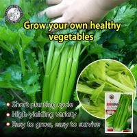 ราคา ปลูกง่าย 600เมล็ด ซอง คื่นฉ่ายยักษ์ เมล็ดพันธุ์ Tall Celery Seeds ก้านอวบ คื่นฉ่ายฝรั่ง เมล็ดพันธุ์ High Yield Celery Seeds for Planting Vegetable Seed เมล็ดพันธุ์แท้ OP เมล็ดพันธุ์ผัก ผักสวนครัว ผักอ