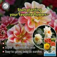ราคา ปลูกง่าย 10เมล็ด ซอง เมล็ด ดอกรักเร่คละสี Assorted Colors Dahlia Pinnate Seed การันตีอัตรางอก Dahlia Plant Seeds for Planting Bonsai Flower Seeds ปลูกง่าย โตไว ดอกดกสวย แต่งบ้านและสวน เมล็ดบอนสี ทนแล้