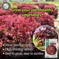 ราคา ปลูกง่าย 500เมล็ด ซอง เมล็ดพันธุ์ ผักกาดหอม สีม่วง Purple Lettuce Seed ผักกาดหอมสลัด เมล็ดพันธุ์แท้ OP เมล็ดพันธุ์ผัก ผักสวนครัว ผักออร์แกนิก พันธุ์ผัก เมล็ดผัก เมล็ดพันธุ์พืช ปลูกได้ทั่วไทย (21841799