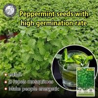 ราคา ปลูกง่าย 20เมล็ด ซอง เมล็ดสะระแหน่ Peppermint Seeds เมล็ดพันธุ์ สะระแหน่ Edible Natural Mint Herbs Seeds for Planting Air Purifying Plants Bonsai Flower Seeds Mosquito Repellant Mint Seed โตไว ดอกดกสว