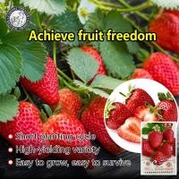 ราคา ปลูกง่าย 20เมล็ด ซอง เมล็ดพันธุ์สตอเบอรี่ยักษ์ Sweet Strawberry Seeds Fruit Seeds เมล็ดพันธุ์ผลไม้ เมล็ดพันธุ์ แท้ ผลไม้อินทรีย์ ต้นไม้ผลกินได้ ต้นไม้กินผล เมล็ดผลไม้ พันธุ์ไม้ผล บอนไซ เมล็ดงอกสูง ปลู