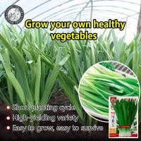 ราคา ปลูกง่าย 300เมล็ด ซอง เมล็ดพันธุ์ กุยช่าย Chinese Chives Seed Organic Vegetable Seeds for Planting เมล็ดกุ้ยช่าย เมล็ดพันธุ์ผัก ผักออร์แกนิก เมล็ดบอนสี ผักสวนครัว ต้นผลไม้ บอนไซ พันธุ์ผัก เมล็ดผัก ปลู