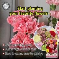 ราคา ปลูกง่าย 15เมล็ด ซอง เมล็ด คาร์เนชั่น คุณภาพ เมล็ดพันธุ์ ดอกไม้ อัตรางอกสูง ขายส่ง เมล็ด เมล็ดพันธุ์คาร์เนชั่น Carnation เมล็ดดอกคาร์เนชั่นรวมสี ปลูกง่าย โตไว ดอกดกสวย แต่งบ้านและสวน เมล็ดบอนสี ทนแล้ง