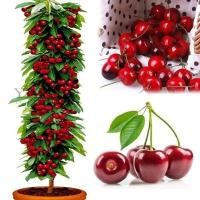 ราคา ประเทศไทยพร้อมสต็อก Red Cherry Seeds Fruit Seeds Super Sweet and juicy Red Cherries ต้นไม้ ต้นผลไม้ พันธุ์ไม้หายาก ต้นไม้ประดับ ต้นไม้มงคล เมล็ดพันธุ์ผัก เมล็ดดอกไม้ พันธุ์ไม้ผล บรรจุ 20 เมล็ด คุณภาพด