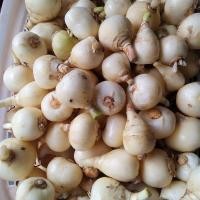 ราคา 3 หัว ว่านพญาลิ้นงู ว่านนาคี หรือว่านงู ว่านเขี้ยวงู กันงูเข้าบ้าน Hedyotis corymbosa Lamk หัวสด ใช้เพาะปลูกได้ (21602894647)