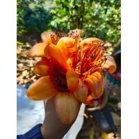 ราคา ดอกเงี้ยวตากแห้ง ดอกเงี้ยวหรือดอกงิ้ว เหมาะสำหรับทำน้ำเงี้ยว แกงแค ห่อนึ่ง ใหม่สะอาดอร่่อย เก็บใหม่ ปี2564 บรรจุ 50 กรัม ถุง พร้อมส่ง (18489265263)