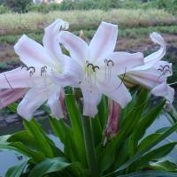 ราคา 1 หัว แร้งคอดำ ว่านแร้งคอคำ ว่านพระยาแร้ง Crinum latifolium L เพาะปลูกหน้าบ้านดีนักแล (21599002688)