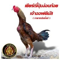 ราคา ไข่เชื้อไก่ชน เจ้าออฟติมัส ทายาทบัมเบิ้ลบี เยียร์ญี่ปุ่นง่อนก๋อย ทับกับแม่ก๋อยเยียร์ชุดวีไอพี และแม่ญี่ปุ่น ไข่เก็บใหม่ทุกวัน จัดส่งเร็ว (21893097179)