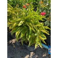 ราคา ต้นสามกษัตริย์ เงิน ทอง นาค ส่งพร้อมกระถาง 5 11 นิ้ว (21725075783)