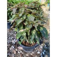 ราคา ต้นสามกษัตริย์ เงิน ทอง นาค ส่งพร้อมกระถาง 5 11 นิ้ว (21725075784)