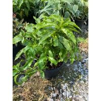 ราคา ต้นสามกษัตริย์ เงิน ทอง นาค ส่งพร้อมกระถาง 5 11 นิ้ว (21725075782)