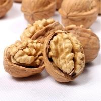 ราคา 5ลูก อาหารกระรอก วอลนัทแฮมเตอร์ วอลนัท Walnut วอลนัทลับฟัน วอลนัทกระรอก ขนมหนูแฮมเตอร์ อาหารนกแก้ว (19543108263)