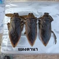 ราคา แมงดานาตัวผู้ แมงดาฉุน แมงดาหอม แมงดาตำน้ำพริก (21700698720)