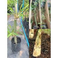 ราคา ไผ่บงหวานเพชรน้ำผึ้ง ไผ่บงหวานเบอร์9หน่อใหญ่หวานกรอบ พันธุ์หน่อใหญ่ต้นแข็งแรงพร้อมปลูก (21424401118)