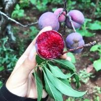 ราคา ลูกไหนแดง ลูกไหน ลูกไหนเนื้อแดง ผลไม้เมืองเหนือ (21845921677)
