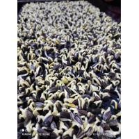 ราคา เมล็ดต้นอ่อนทานตะวัน ลายไทยปี67 1 Kg (21484410371)