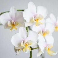 ราคา 30 เมล็ดพันธุ์ เมล็ดดอกกล้วยไม้ ฟาแลนนอปซิส Phalaenopsis Orchids Orchid flower seeds อัตราการงอก 80 85 (11650149605)