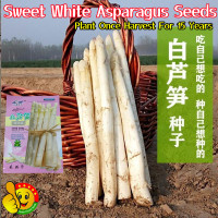ราคา ปลูกง่าย ปลูกได้ทั่วไทย หน่อไม้ฝรั่งขาว เมล็ดหน่อไม้ฝรั่ง 10เมล็ด ซอง High Yield White Asparagus Seeds Sweet Mary Washington Asparagus Seeds Vegetable Seeds Plant Seed เมล็ดพันธุ์ หน่อไม้ฝรั่ง เมรี่วอ