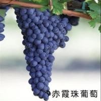 ราคา ต้นผลไม้กระถาง Jufeng องุ่นองุ่นองุ่นองุ่น (21119213933)