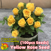 ราคา ปลูกง่าย ปลูกได้ทั่วไทย 100เมล็ด ซอง เมล็ดพันธุ์ กุหลาบเลื้อย กุหลาบ สีเหลือง Yellow Rose Seeds for Planting Japanese Roses Plants Seeds เมล็ดพันธุ์แท้ กุหลาบหิน เมล็ดพันธุ์ กุหลาบเลื้อย สีเหลือง เมล็