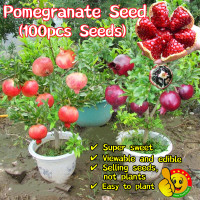 ราคา ปลูกง่าย ปลูกได้ทั่วไทย 100เมล็ด ซอง ทับทิมแดง Pomegranate Seed Fruit Seed ต้น ทับทิมแดงอินเดีย ทับทิมแดงมารวย ต้นผลไม้ เมล็ดพันธุ์ ต้นไม้ เมล็ดบอนสี ต้นไม้ผลกินได้ บอนสีแปลกๆถูกๆ ต้นบอนสี ต้นไม้มงคล