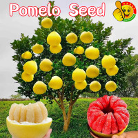 ราคา ปลูกง่าย ปลูกได้ทั่วไทย ต้นส้มโอ เมล็ดพันธุ์ 25เมล็ด ซอง Bonsai Pomelo Seeds for Planting Pomelo Fruit Seeds Pomelo Tree Seeds ต้นส้มโอ พันธุ์ส้มโอขาวน้ำผึ้ง ต้นส้มโอ พันธุ์ขาวใหญ่ ต้นส้มโอ พันธุ์ส้มโ