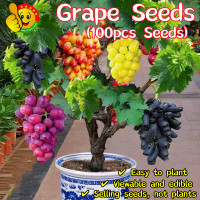 ราคา ปลูกได้ทั้งปี 100 เมล็ด เมล็ดพันธุ์ องุ่น Sweet Bonsai Grape Seeds Edible Dwarf Grape Plants Seeds Potted Grape Fruit Seeds for Planting กิ่งพันธุ์องุ่น เมล็ด เมล็ดบอนสี ต้นไม้ผลกินได้ เมล็ดพันธุ์ ต้น