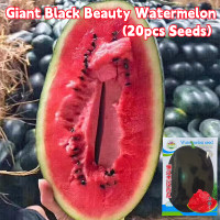 ราคา ปลูกง่าย ปลูกได้ทั่วไทย เนื้อสีแดง หวานสุดๆ เมล็ดพันธุ์ แตงโมดำ 20เมล็ด ซอง Super Sweet Juicy Giant Black Beauty Watermelon Seeds F1 Water Melon Seeds แตงโมยักษ์ เมล็ดพันธุ์ผลไม้ เมล็ดแตงโมยักษ์ Water